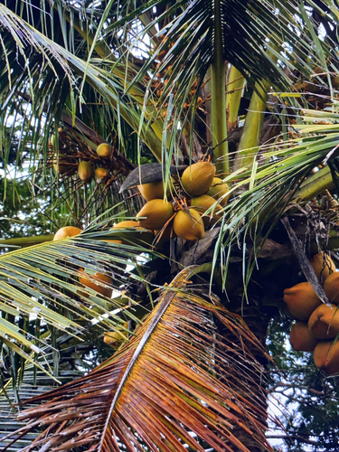 Cocos nucifera