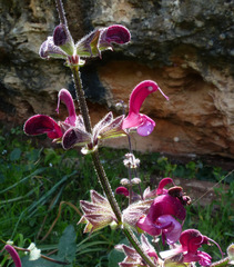 Salvia hierosolymitana