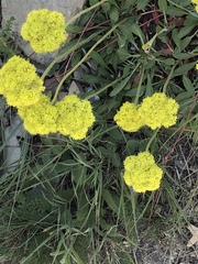 Oligogonum