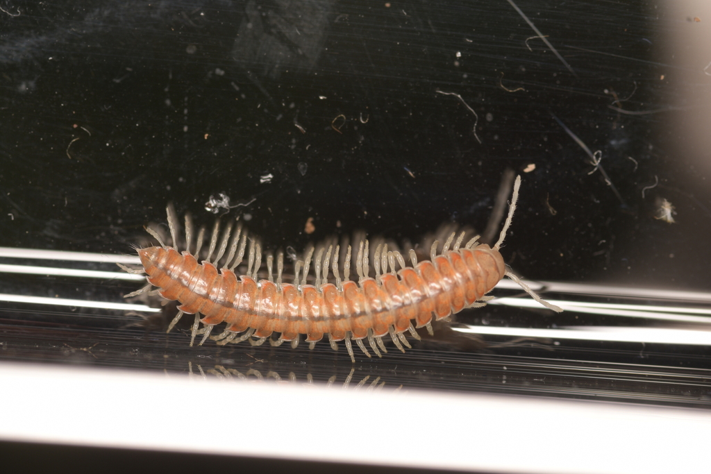 Wamokia placera