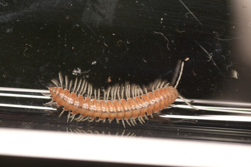 Wamokia placera