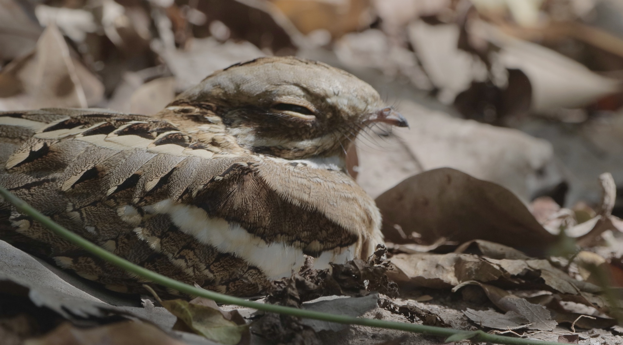 Long-tailed Nightjar (Caprimulgus climacurus), photo 1