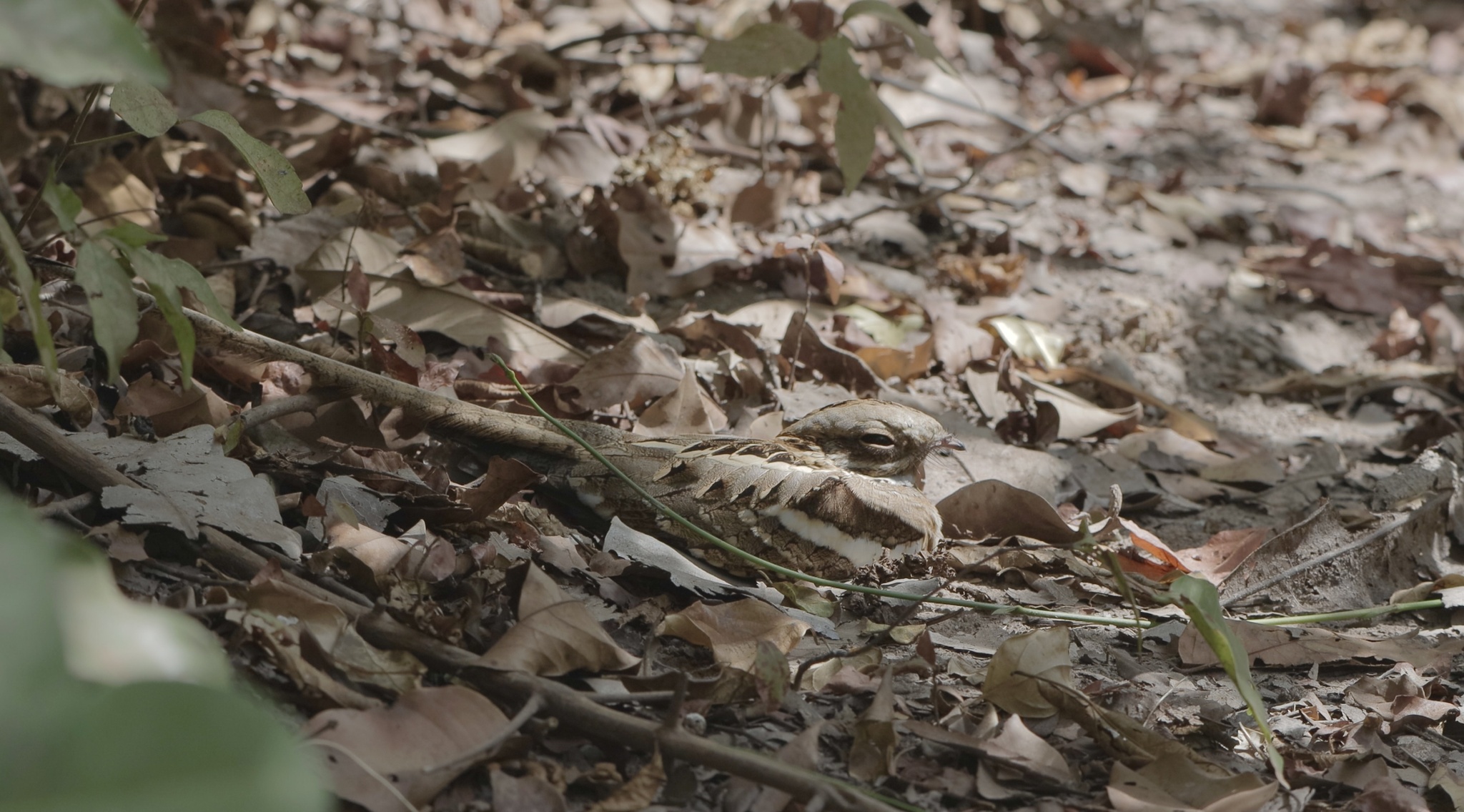 Long-tailed Nightjar (Caprimulgus climacurus), photo 2