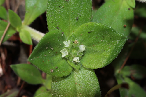 Image of South American Mexican Clover by (c) Thomas Mesaglio, some rights reserved (CC BY)