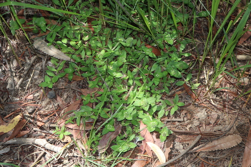 Image of South American Mexican Clover (Richardia humistrata) by (c) Thomas Mesaglio, some rights reserved (CC BY)