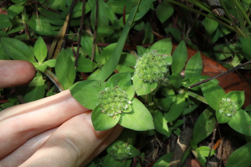 Image of South American Mexican Clover (Richardia humistrata) by (c) Thomas Mesaglio, some rights reserved (CC BY)