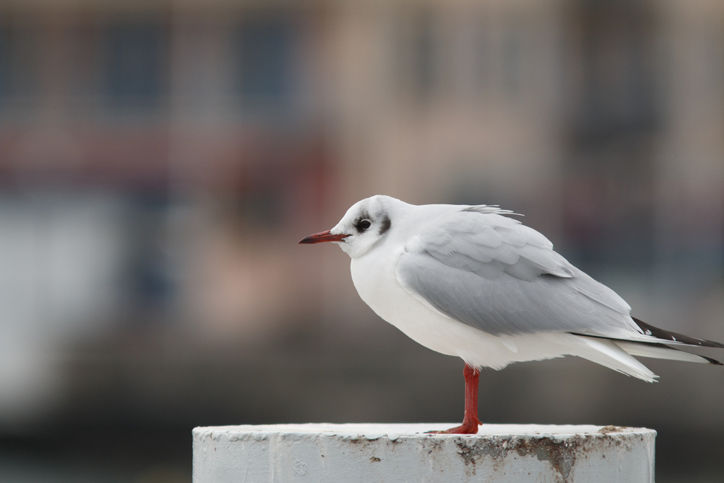 붉은부리갈매기 from 1260 Nyon, Suisse on 2025년 01월 04일... com · iNaturalist 붉은부리갈매기 (Chroicocephalus ridibundus)