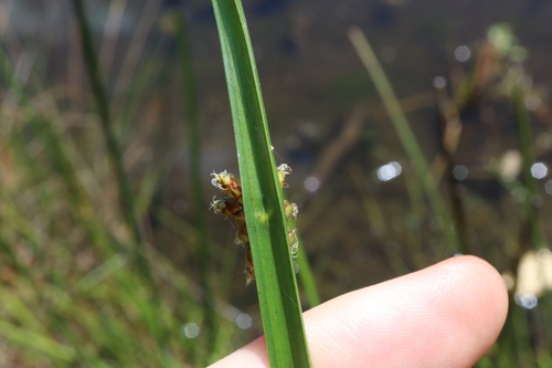 Image of Bog Bulrush (Schoenoplectiella mucronata) by (c) Thomas Mesaglio, some rights reserved (CC BY)