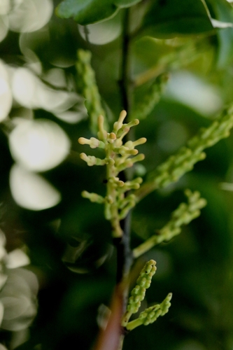 Helixanthera parasitica, photograph 5