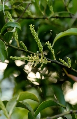 Helixanthera parasitica, photograph author not stated, no rights reserved