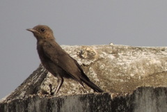 Oenanthe fusca