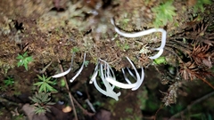 Clavaria falcata