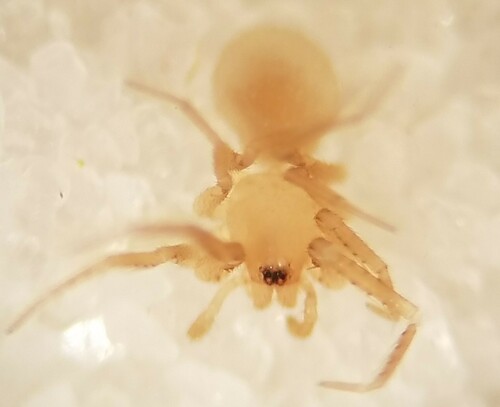 Piabuna pallida