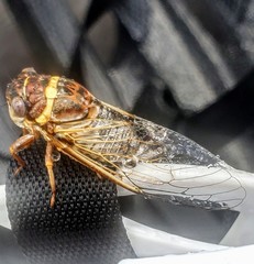 Diceroprocta viridifascia