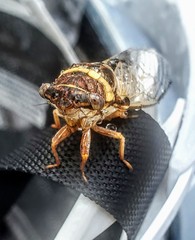 Diceroprocta viridifascia