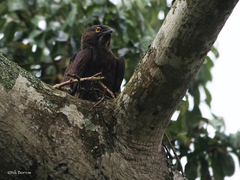 Macheiramphus alcinus anderssoni