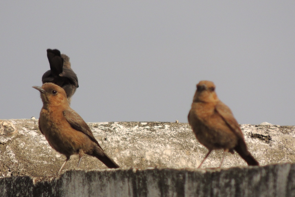 Brown Rock Chat