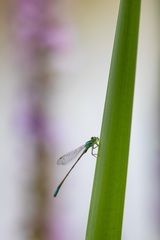 Ischnura elegans