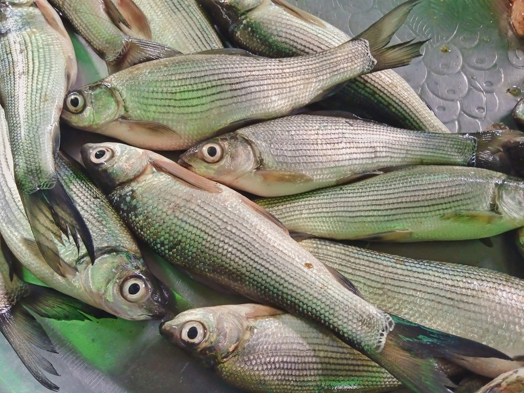 Kuria labeo (Labeo gonius) — Cyprinidae