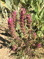 Orthocarpus cuspidatus cryptanthus