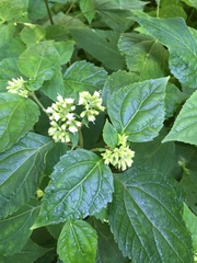 Ageratina roanensis