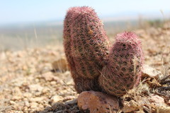 Echinocereus pectinatus rutowiorum