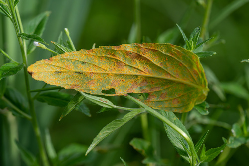 Pucciniastrum pustulatum