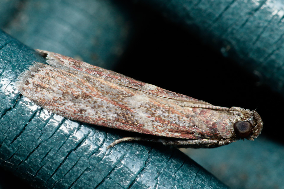 cryptoblabes-gnidiella-phycitinae-of-africa-inaturalist