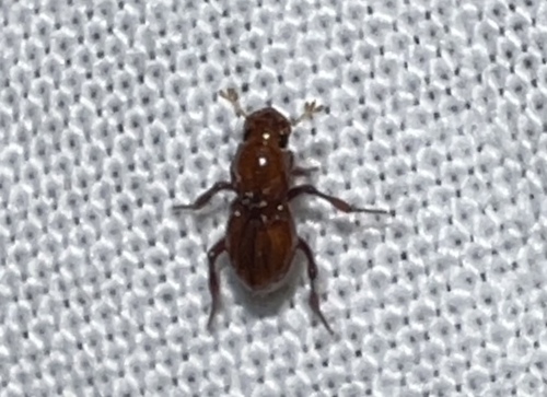 Corythoderus
