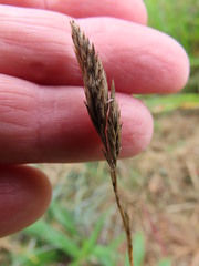 Festuca ammobia
