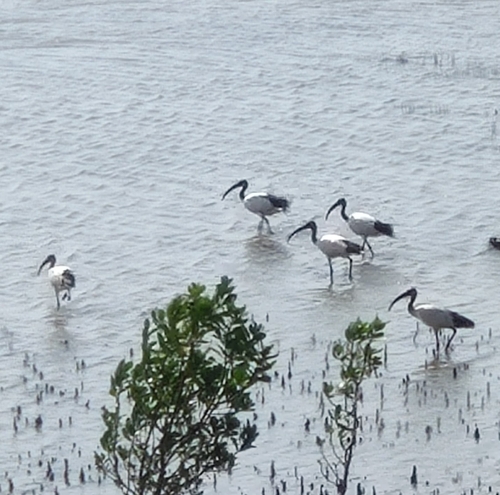 African Sacred Ibis