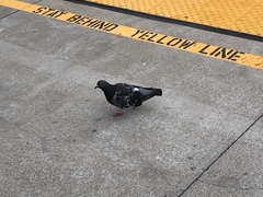 Columba livia domestica