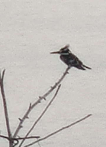 Pied Kingfisher