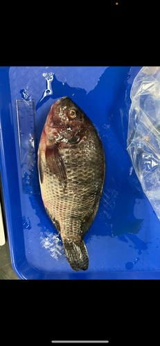 Jipe tilapia (Oreochromis jipe) — Cichlidae — 4
