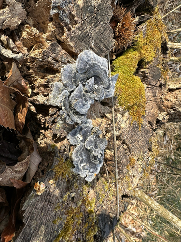 Trametes versicolor
