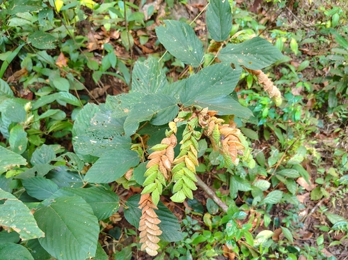 Image of Flemingia strobilifera by (c) renjus box, some rights reserved (CC BY)