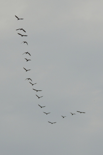 Phalacrocoracidae