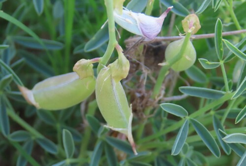 Image of Crotalaria kolbergii by no rights reserved