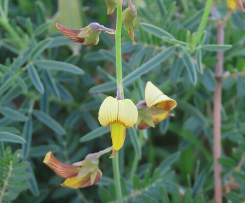 Image of Crotalaria kolbergii by no rights reserved
