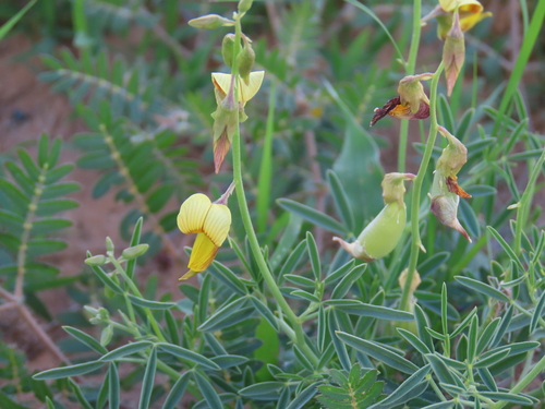 Kolberg Rattlepod (Crotalaria kolbergii)