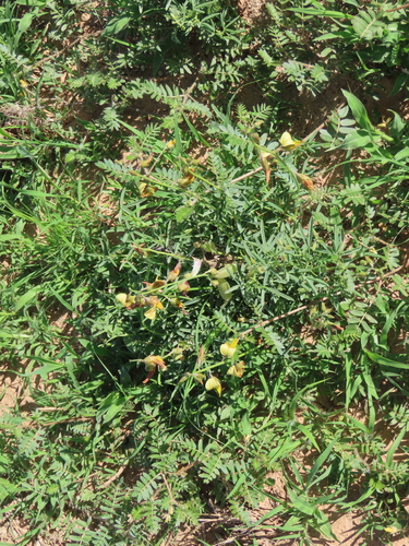 Image of Crotalaria kolbergii by no rights reserved