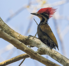 Olive-Backed Woodpecker photo 2