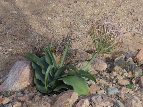 Image of Crinum buphanoides by no rights reserved