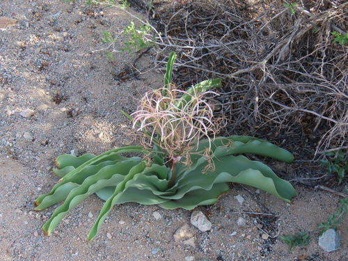Image of Crinum buphanoides by no rights reserved