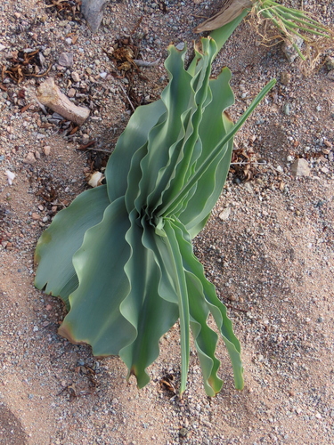 Image of Crinum buphanoides by no rights reserved