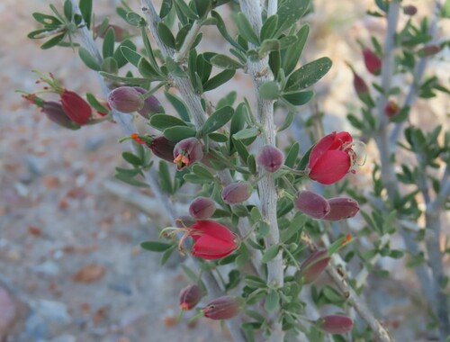 Image of Nymania capensis by no rights reserved