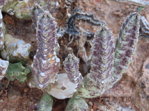 Gonostemon schinzii (A.Berger & Schltr.) P.V.Heath 4