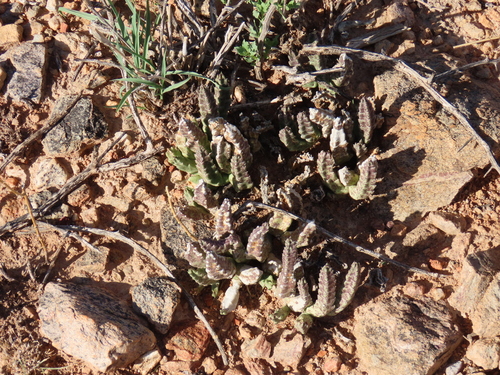 Ceropegia schinzii