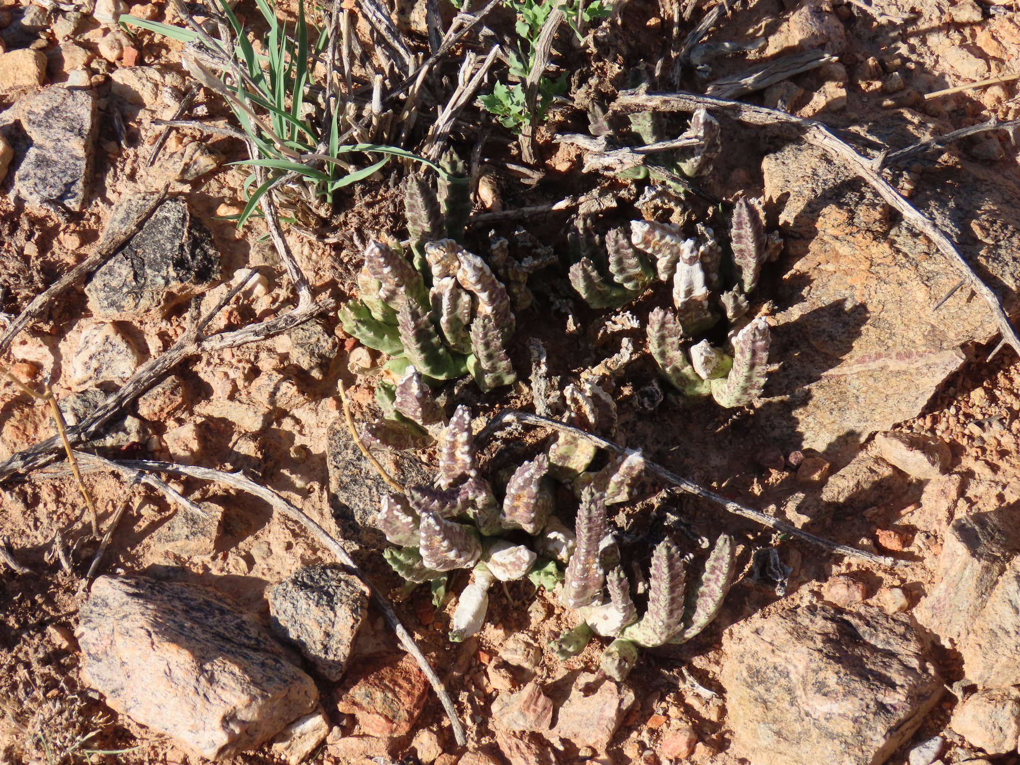 Stapelia schinzii var. angolensis 2
