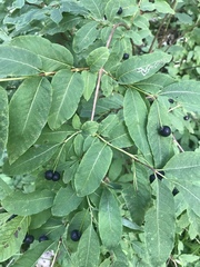 Lonicera nigra